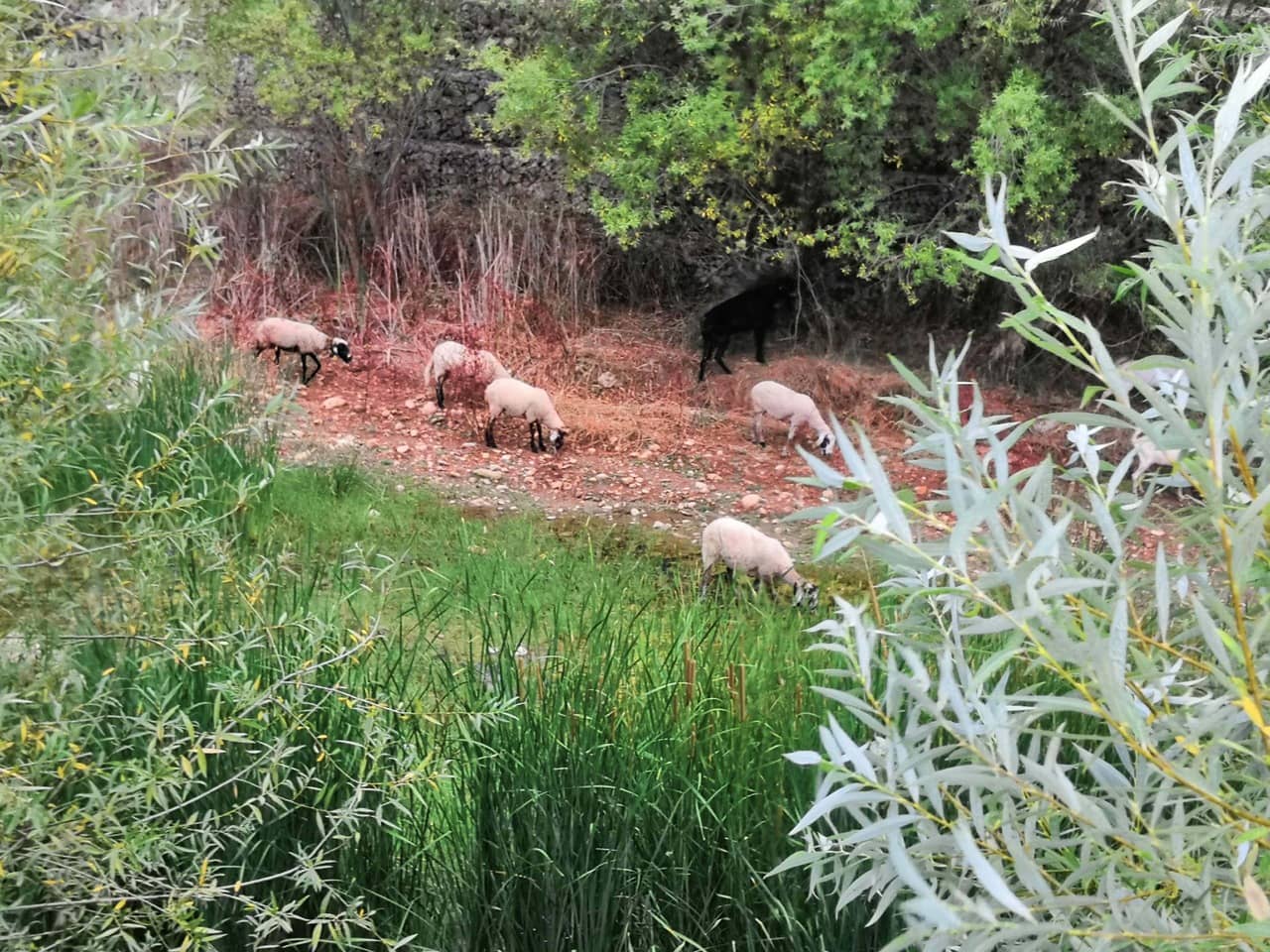 Sheep grazing in a river valley